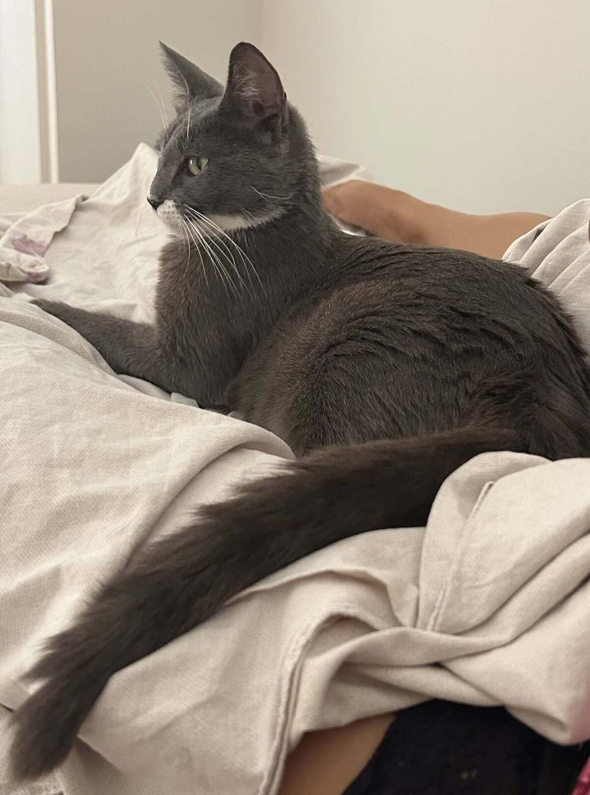 Adoption Beryl