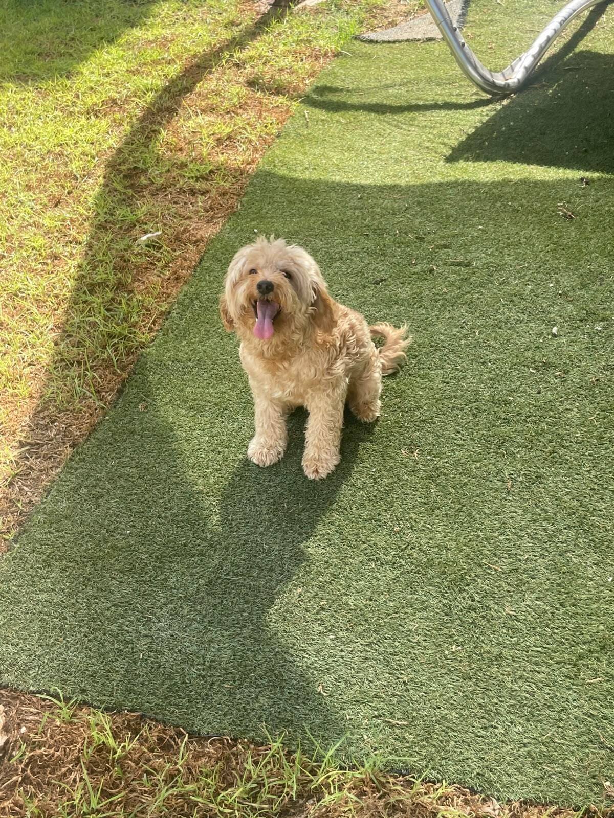 Adoption Rikou