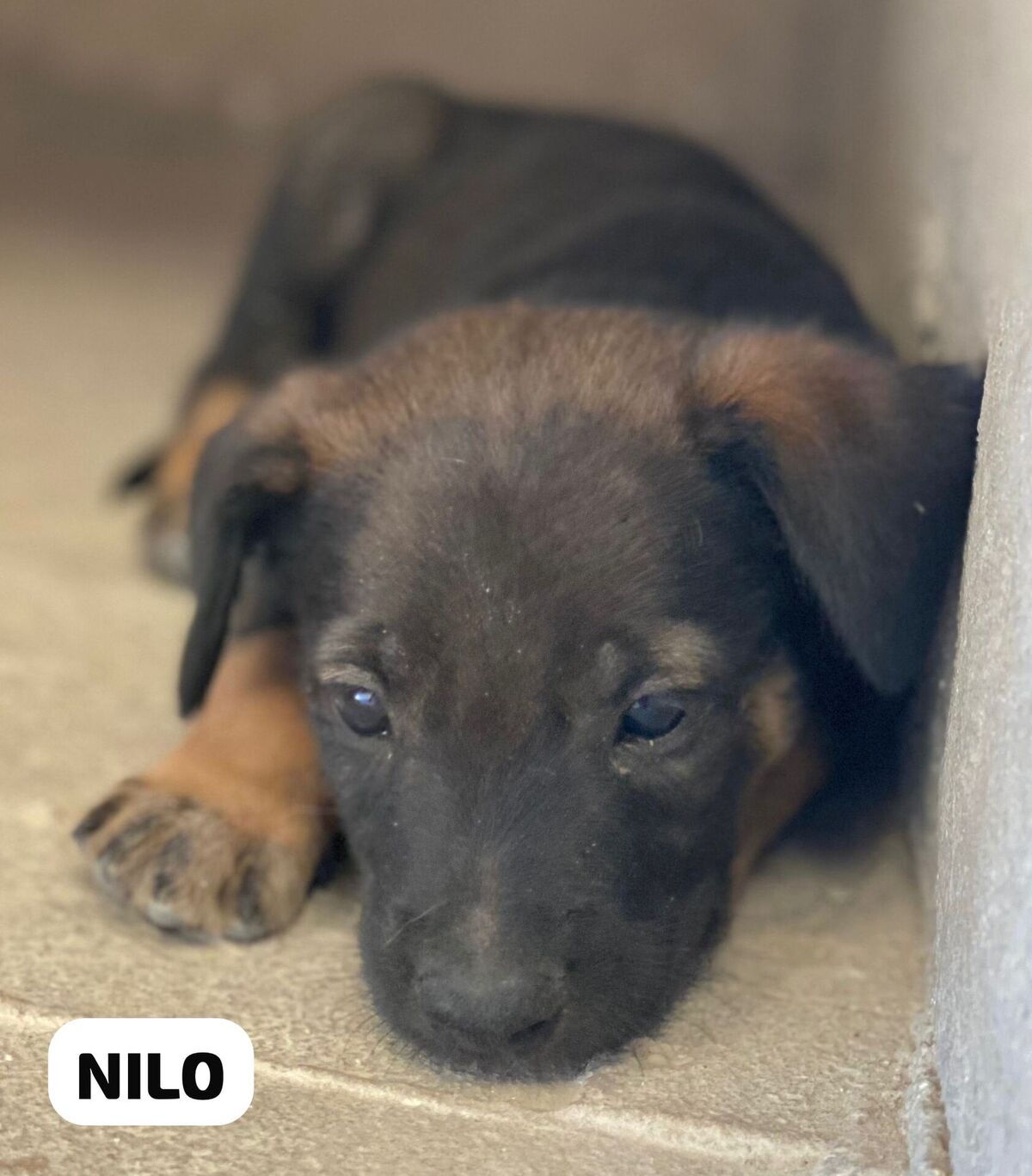 Adoption Nilo