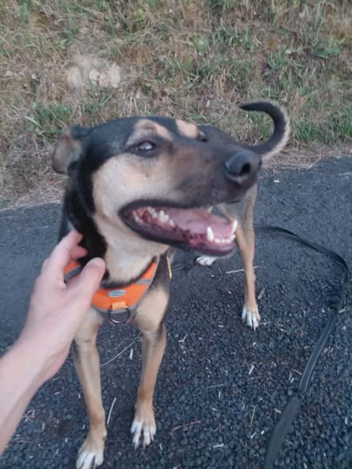 Adoption Nadezda
