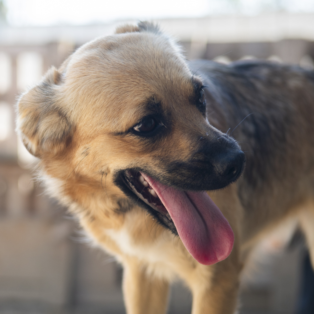 Adoption Latifa