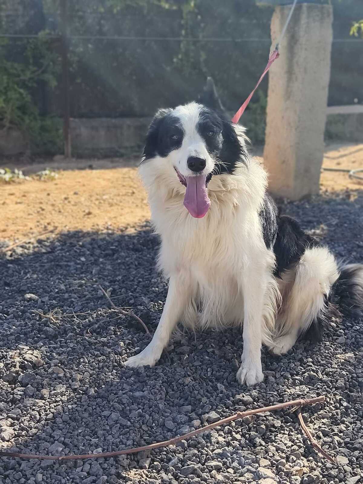 Adoption Emax