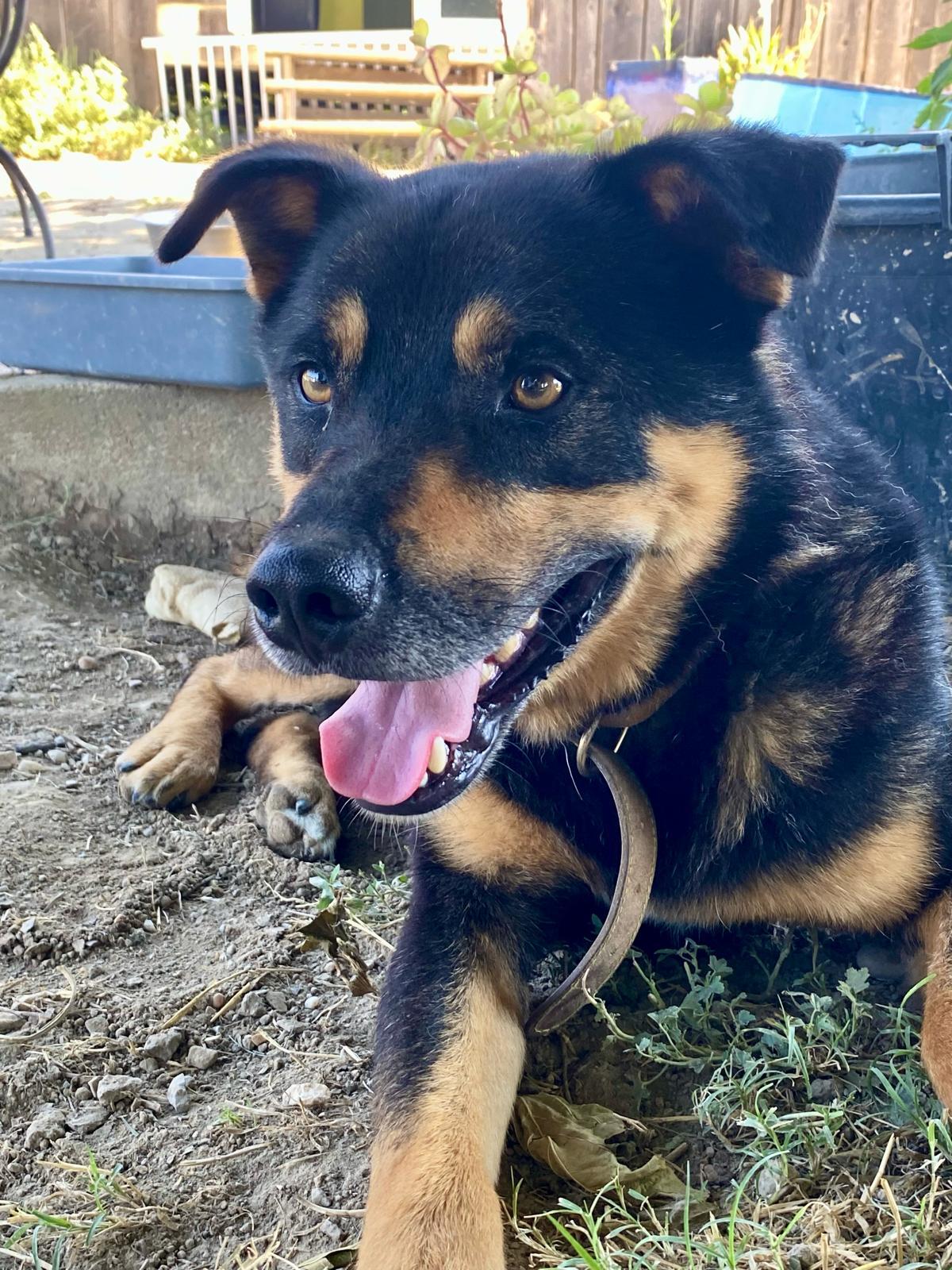 Adoption Diesel
