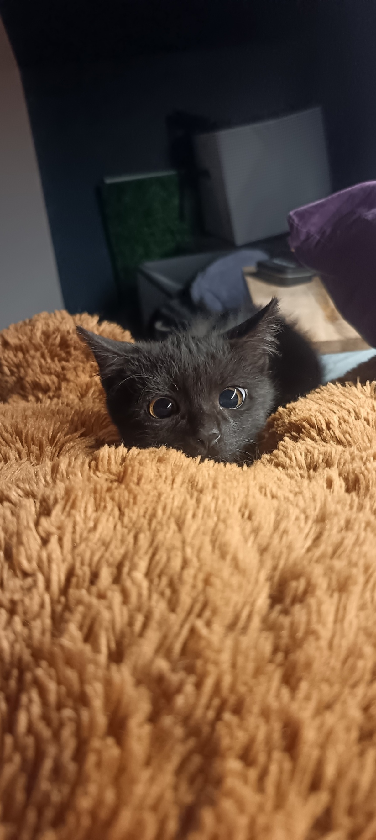 Adoption Bulma