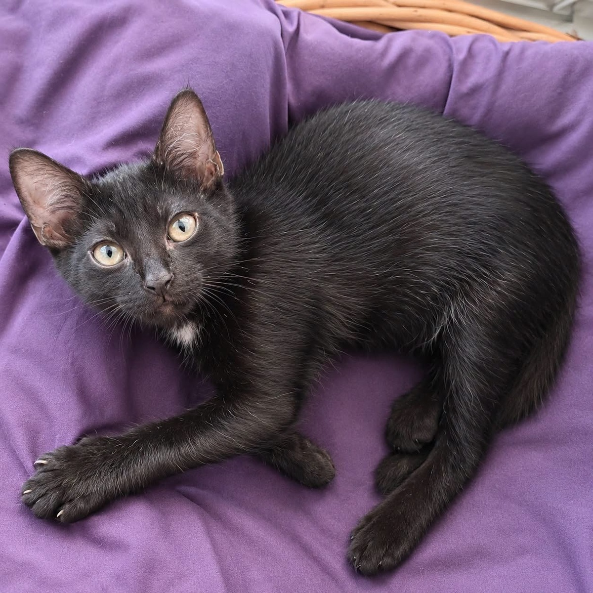 Adoption Loulou