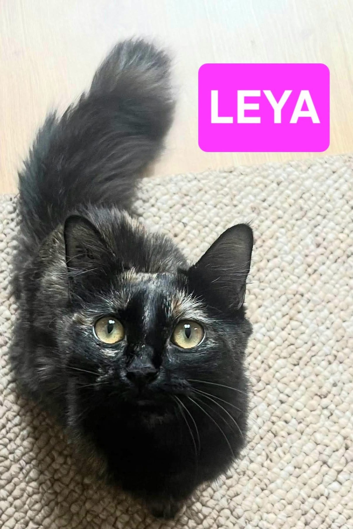 Adoption LEYA