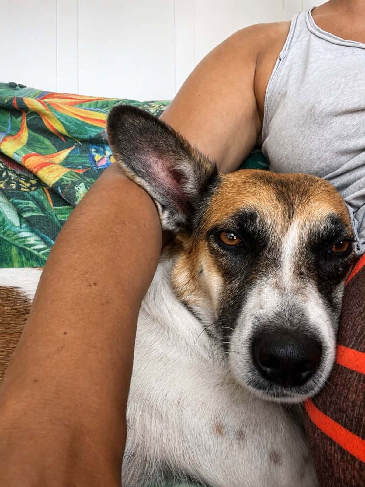 Adoption Syrah