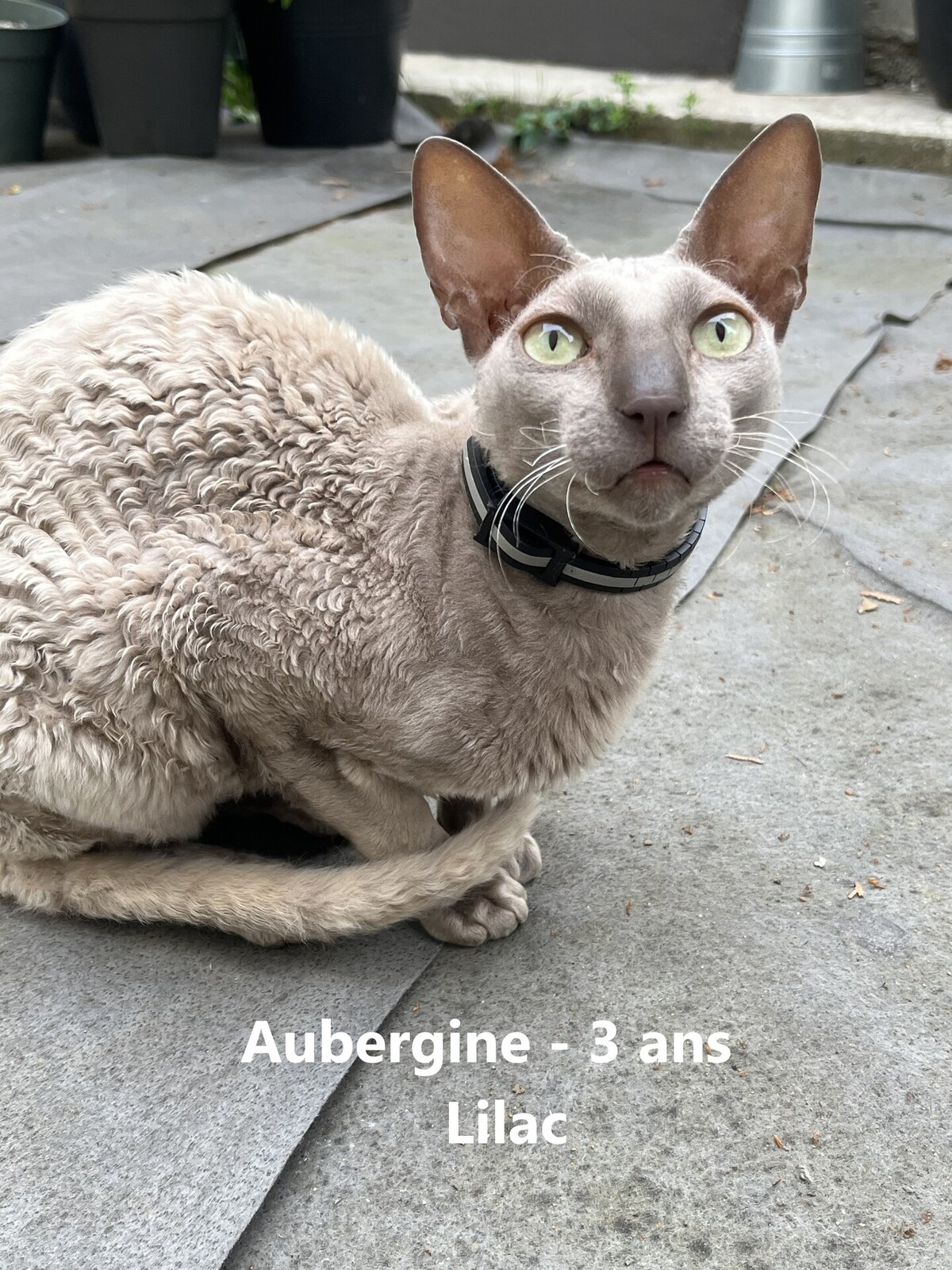 Adoption AUBERGINE