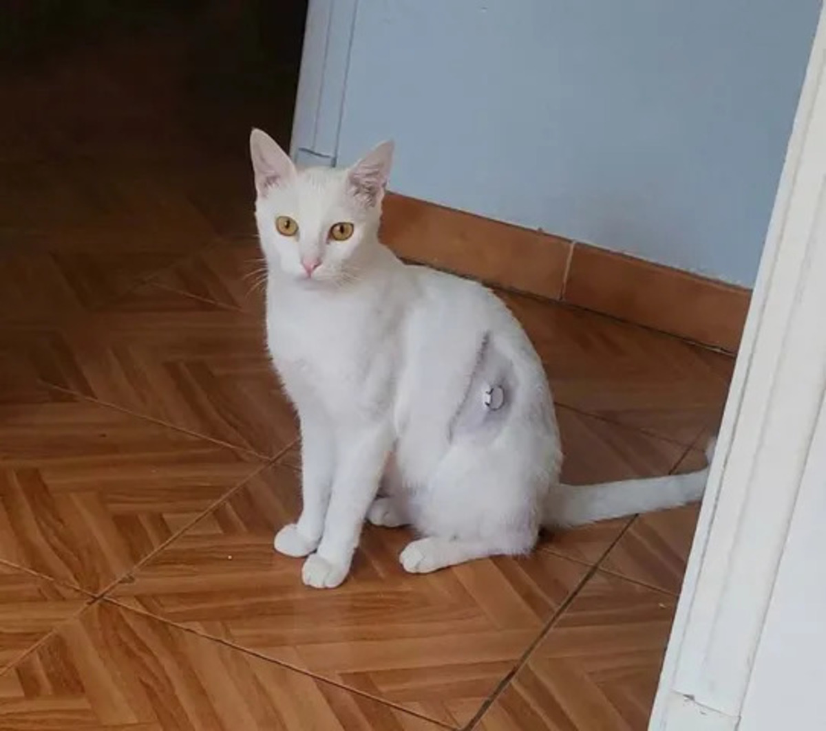 Adoption Bianca