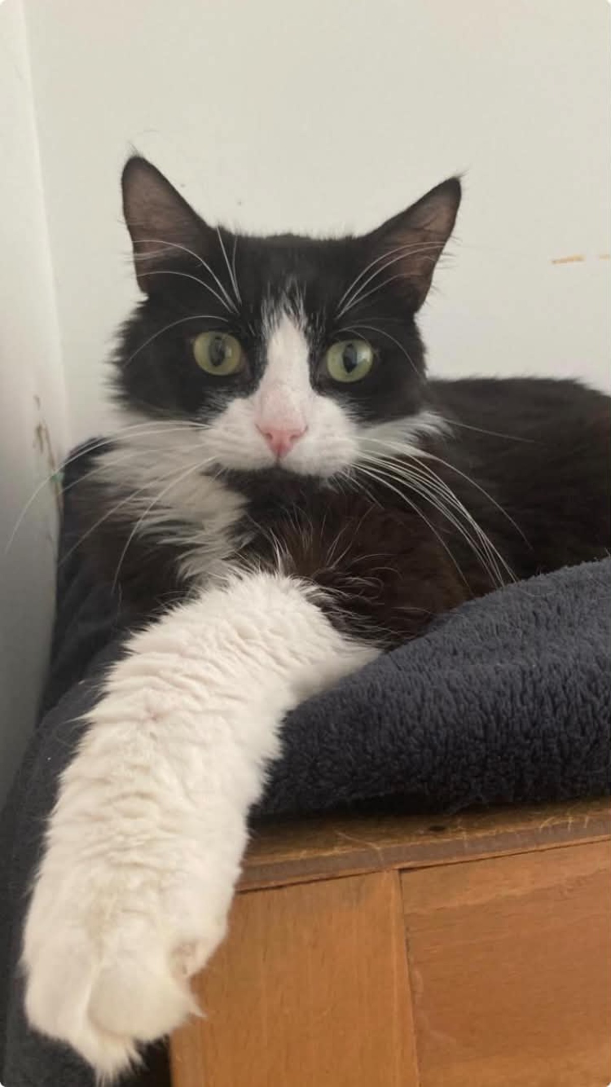 Adoption Jules