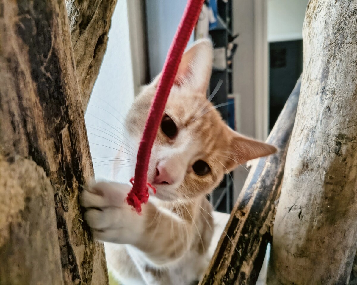 Adoption Caramel