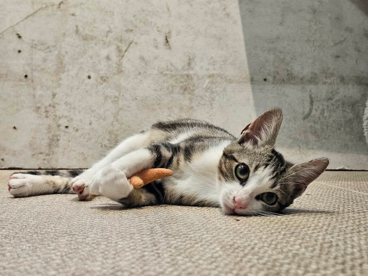 Adoption Babibelle 