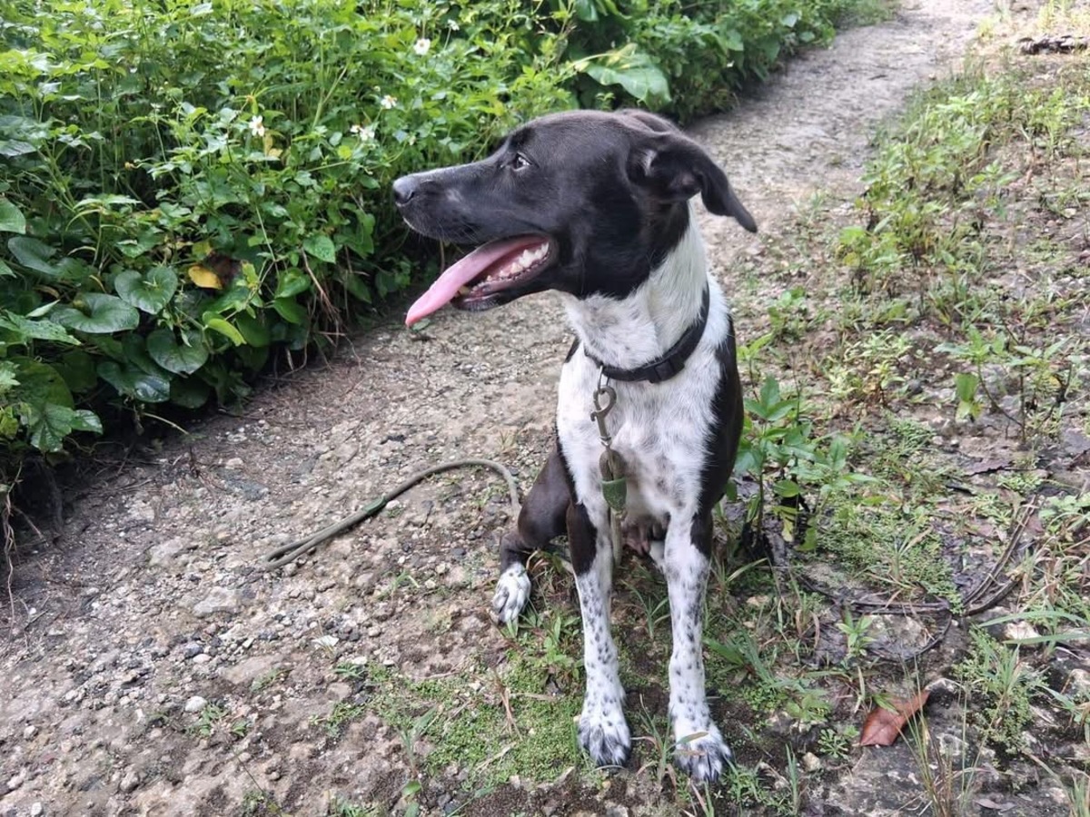 Adoption Zelie