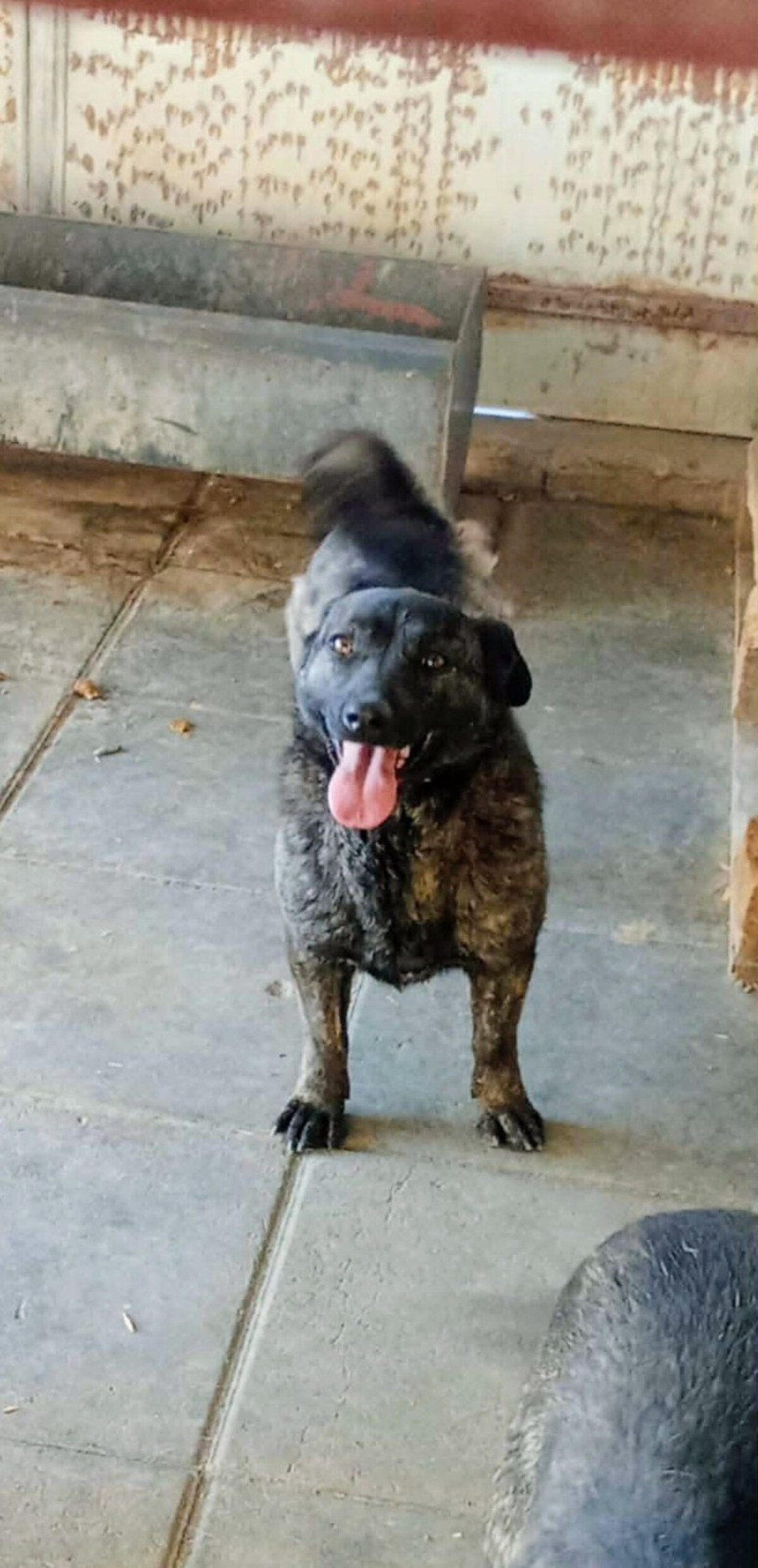 Adoption Rosy
