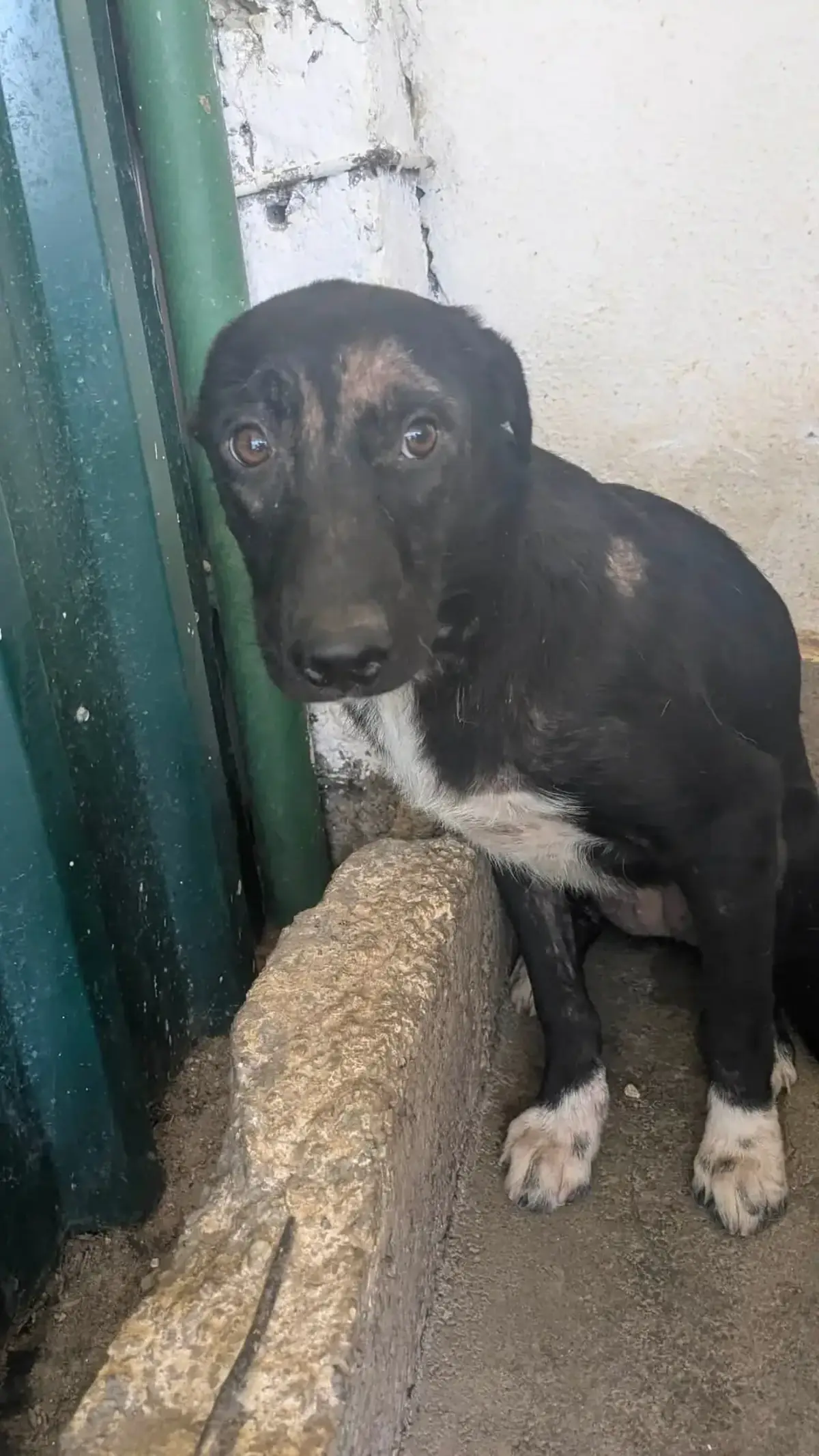 Adoption Astrid