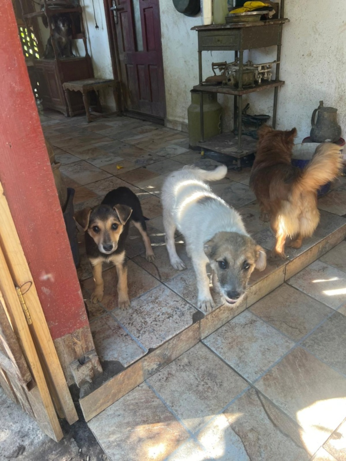 Adoption Sanry