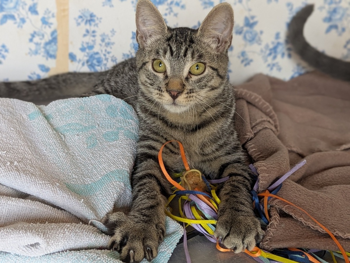 Adoption BAMBI