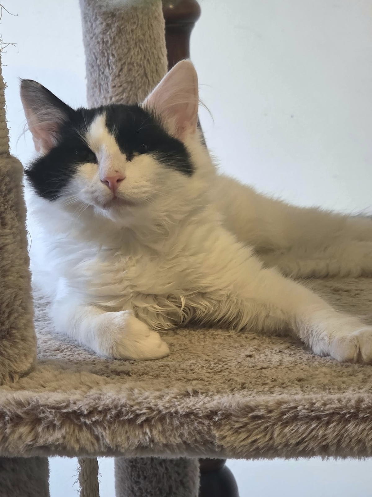 Adoption Pompon