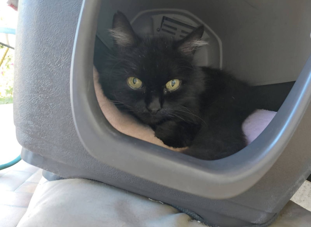 Adoption Choupi