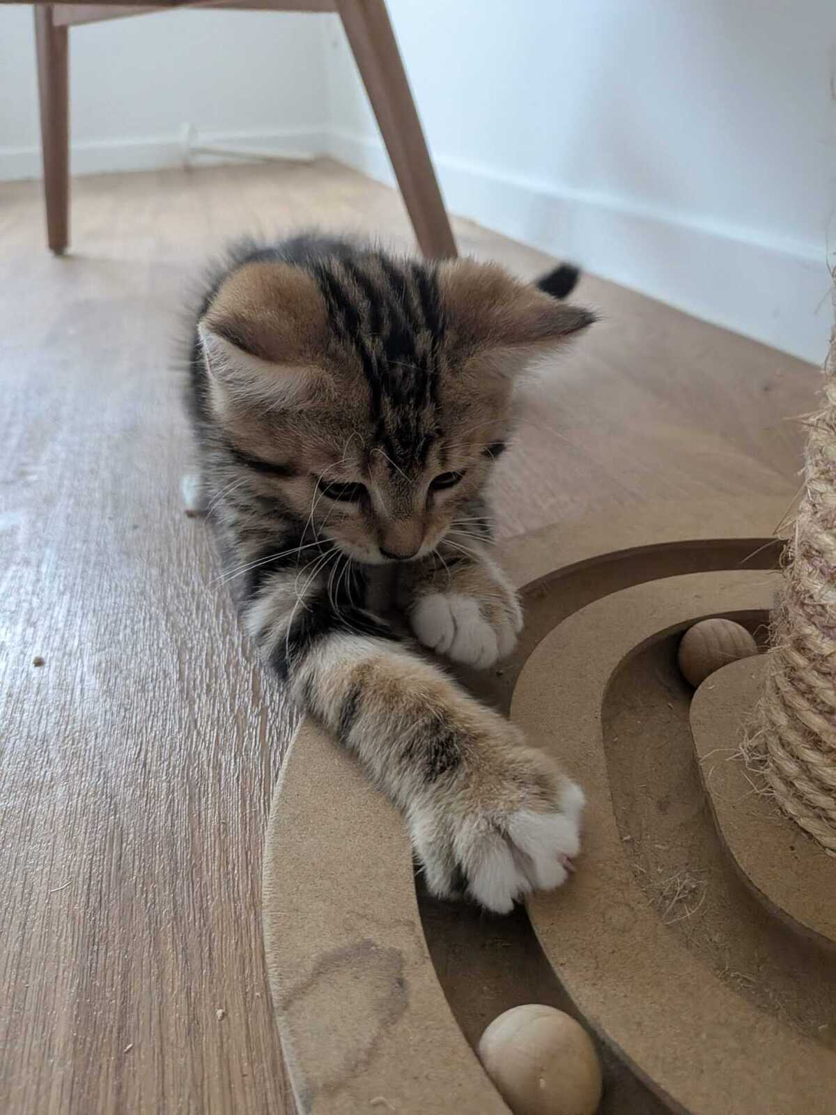 Adoption Bubsy