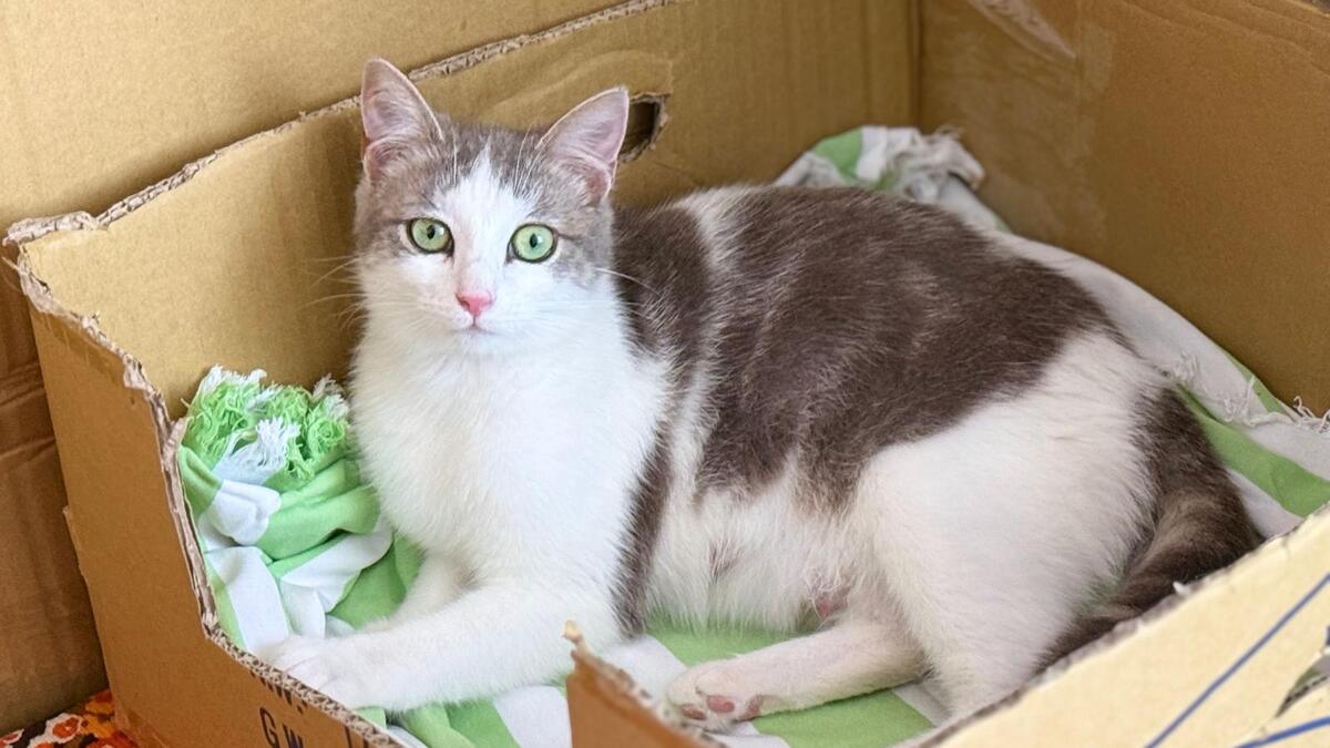 Adoption Livia