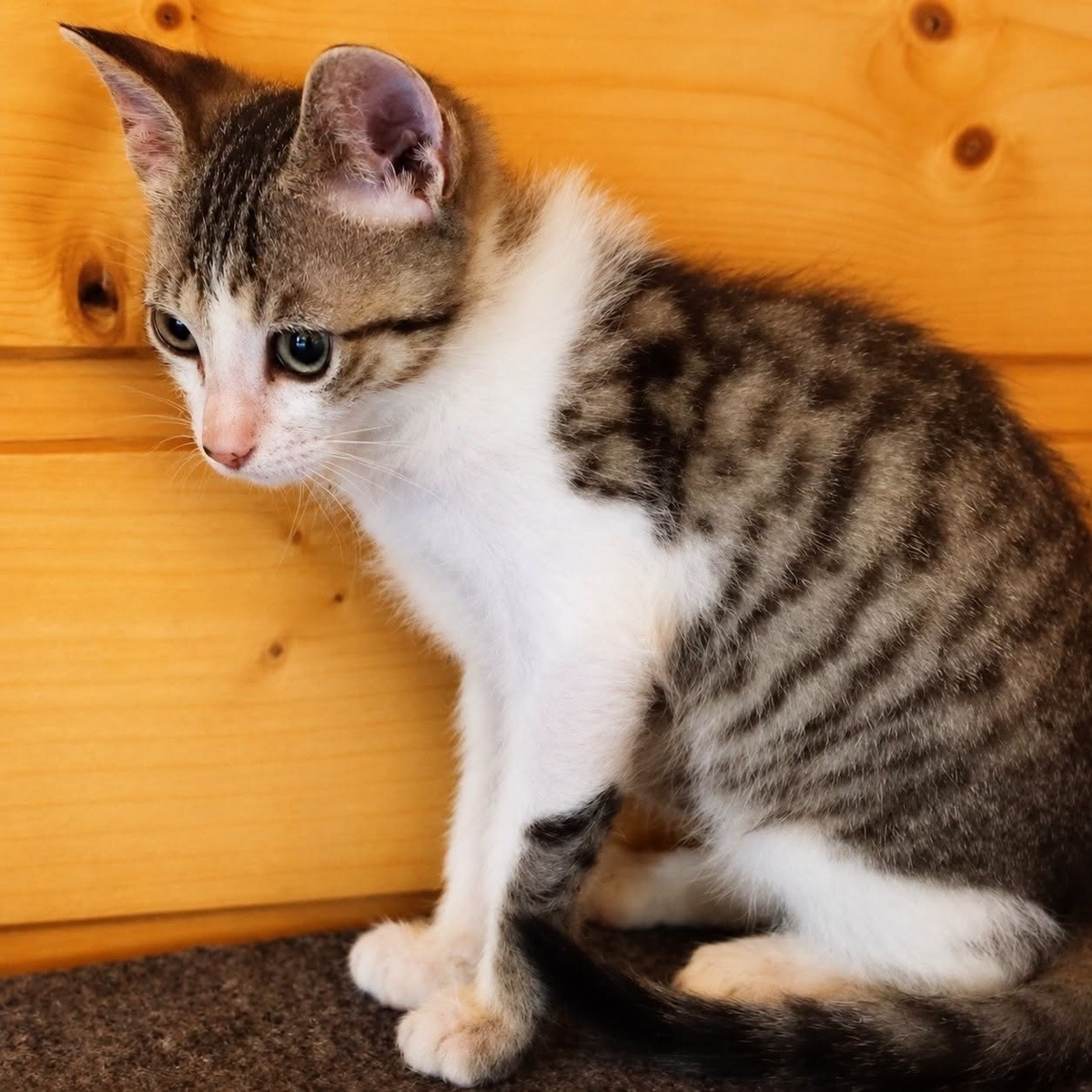 Adoption CALIN
