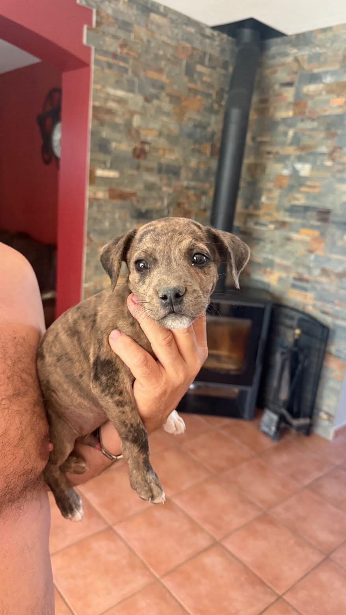 Adoption Benjy