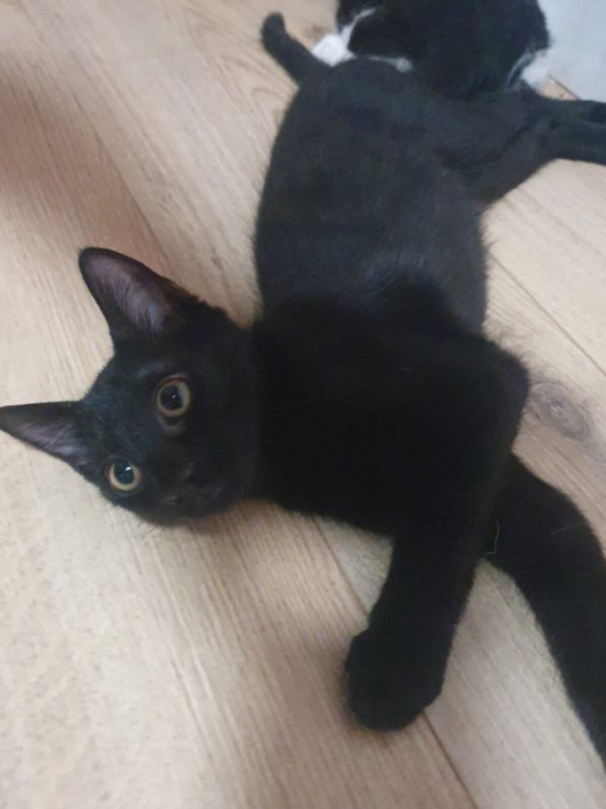 Adoption June