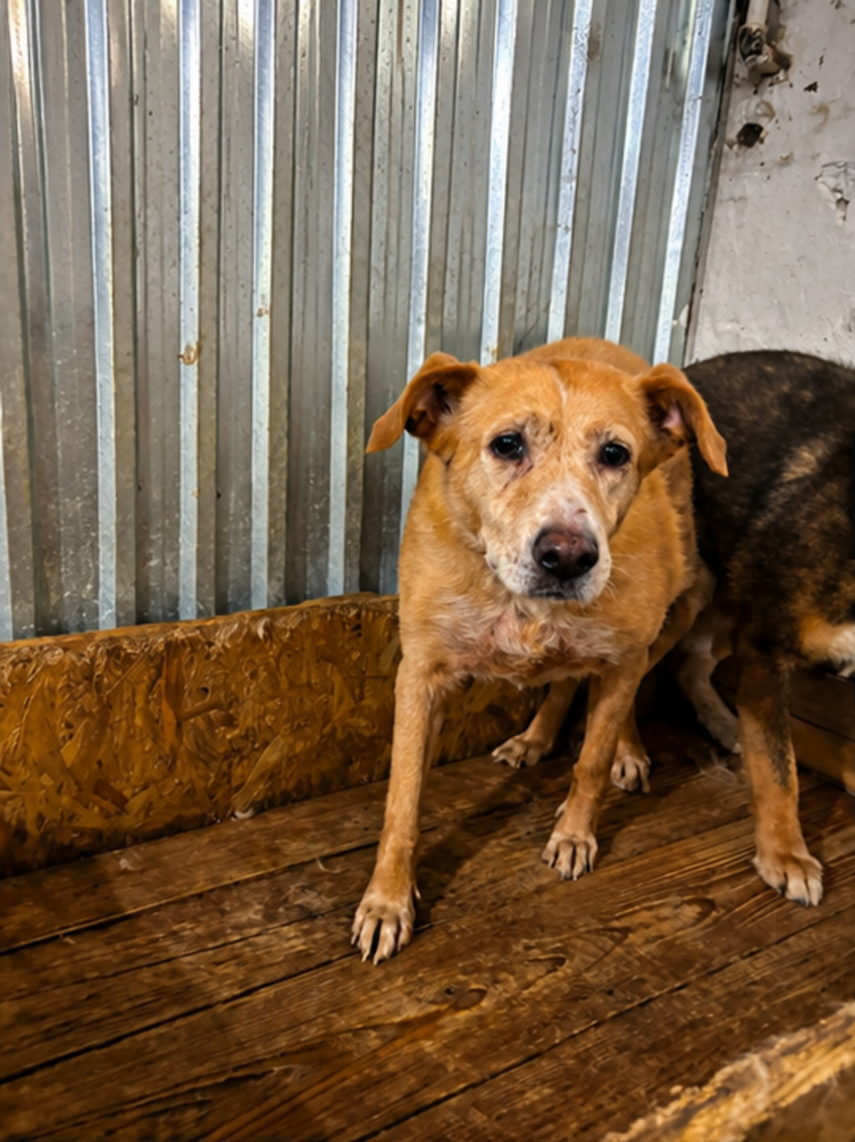 Adoption Colette