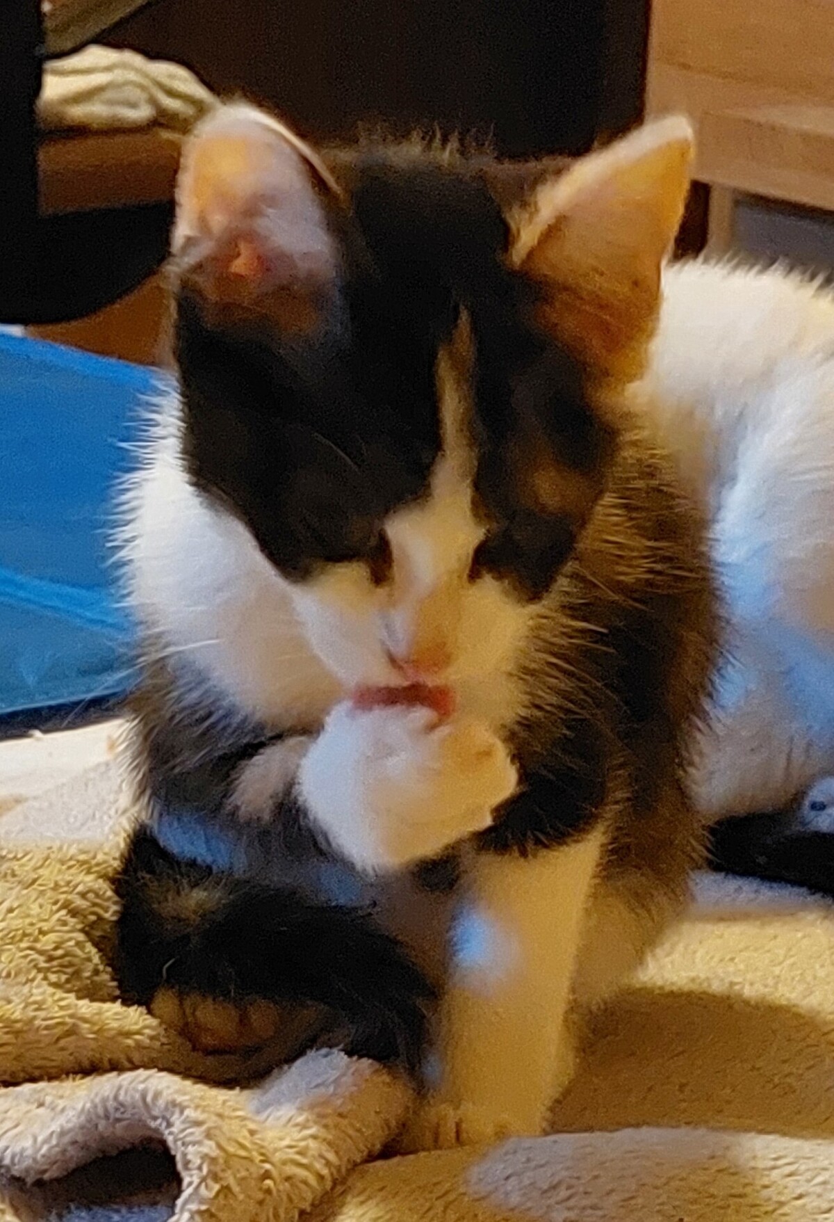 Adoption Betty Boop