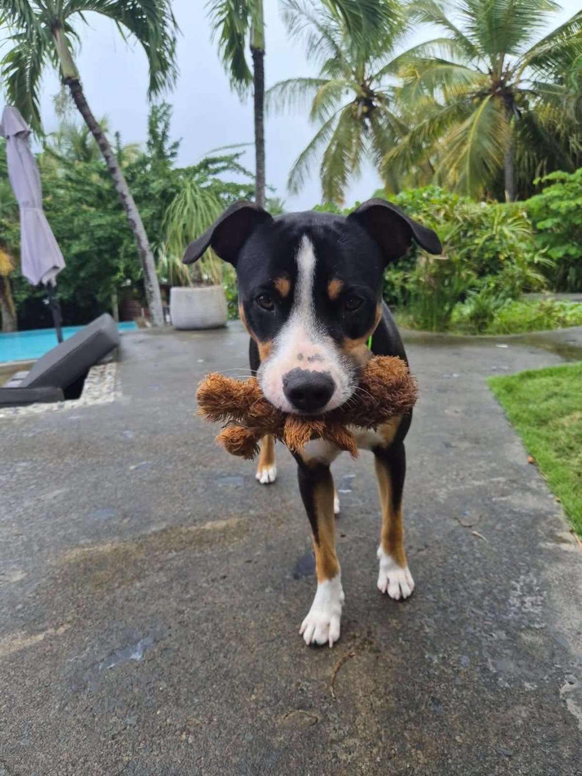 Adoption Lucky