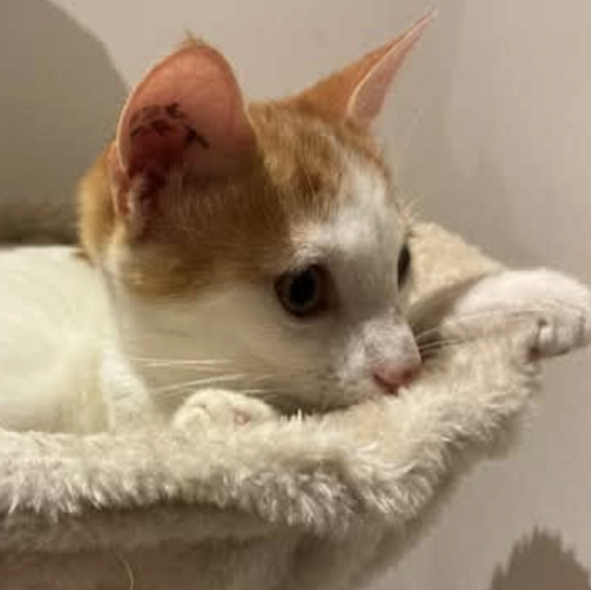 Adoption BISCUIT 