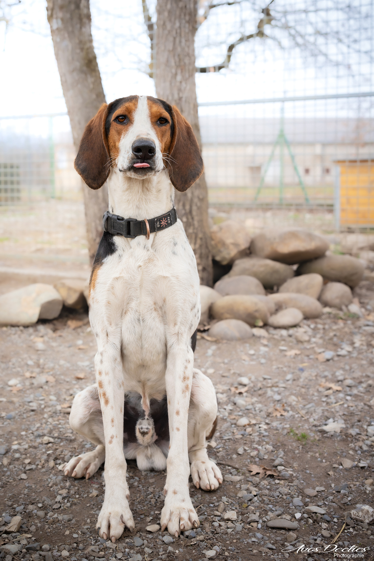 Adoption Rio