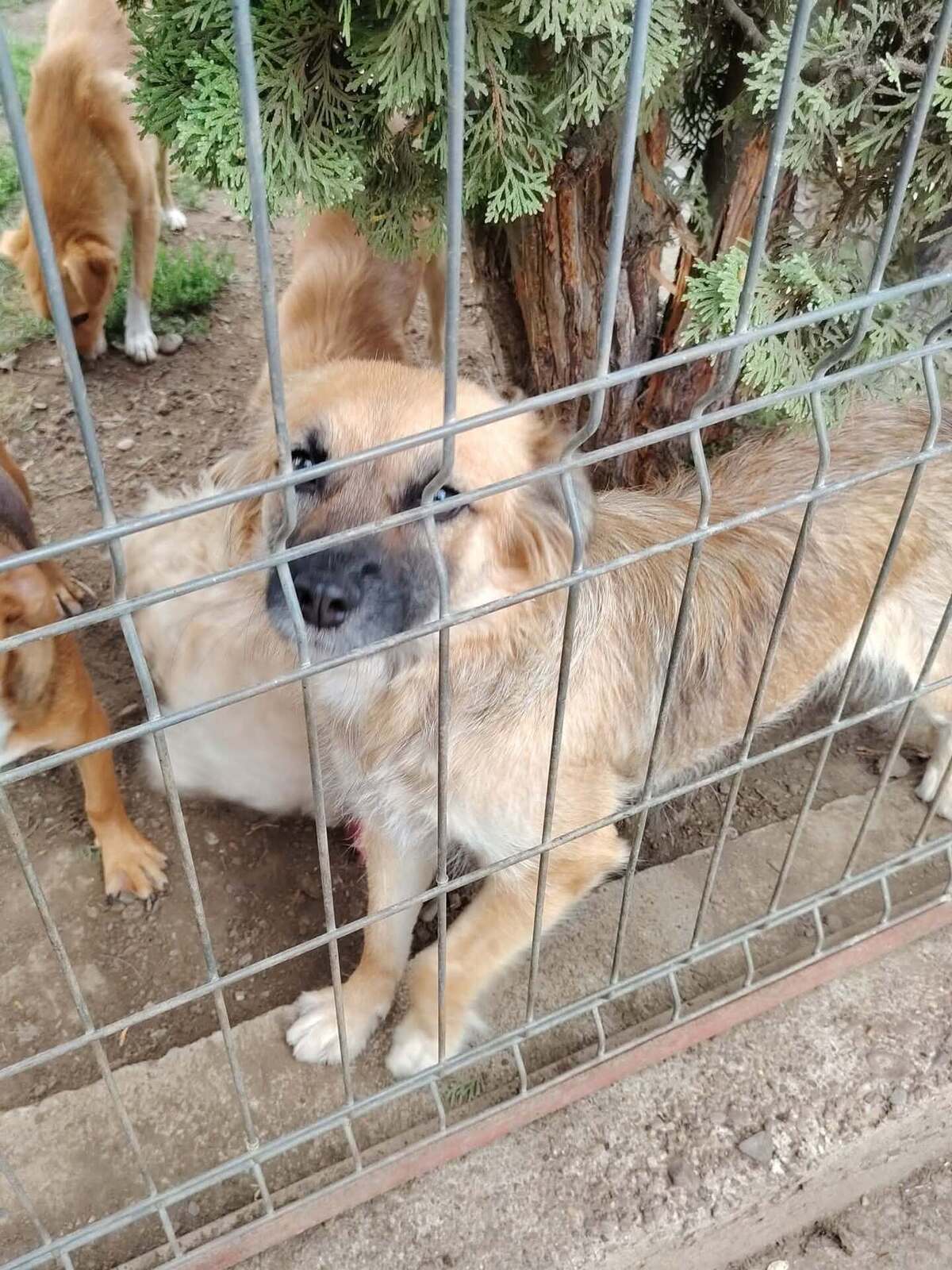 Adoption Naïa