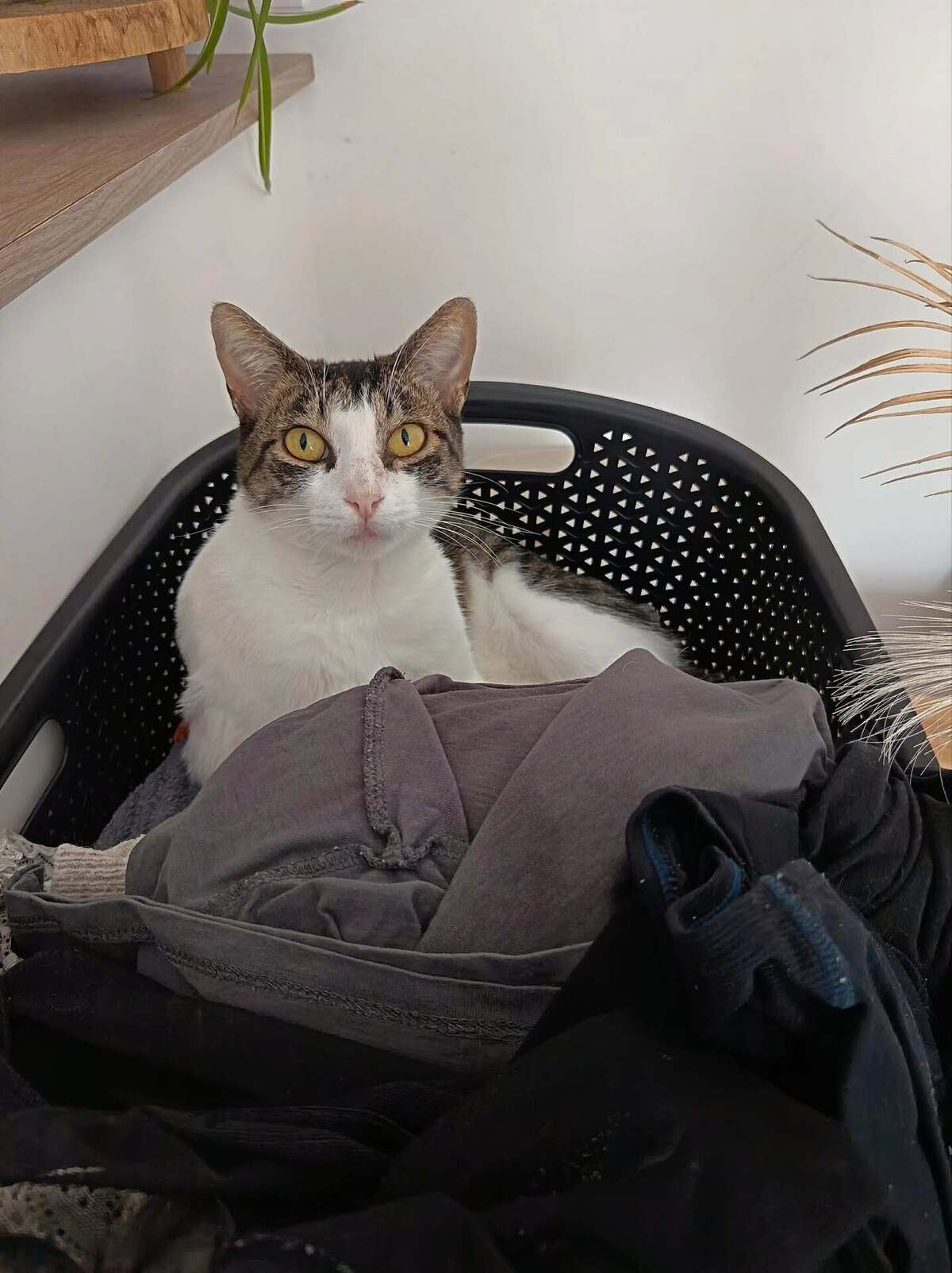 Adoption Mila