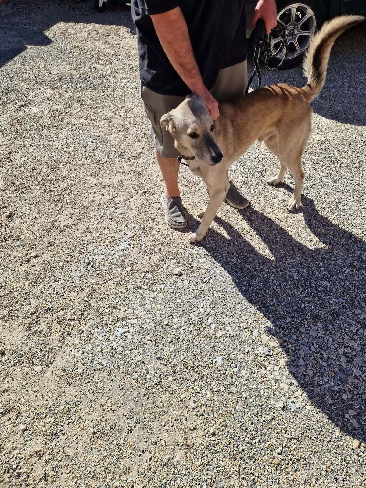 Adoption Alfred