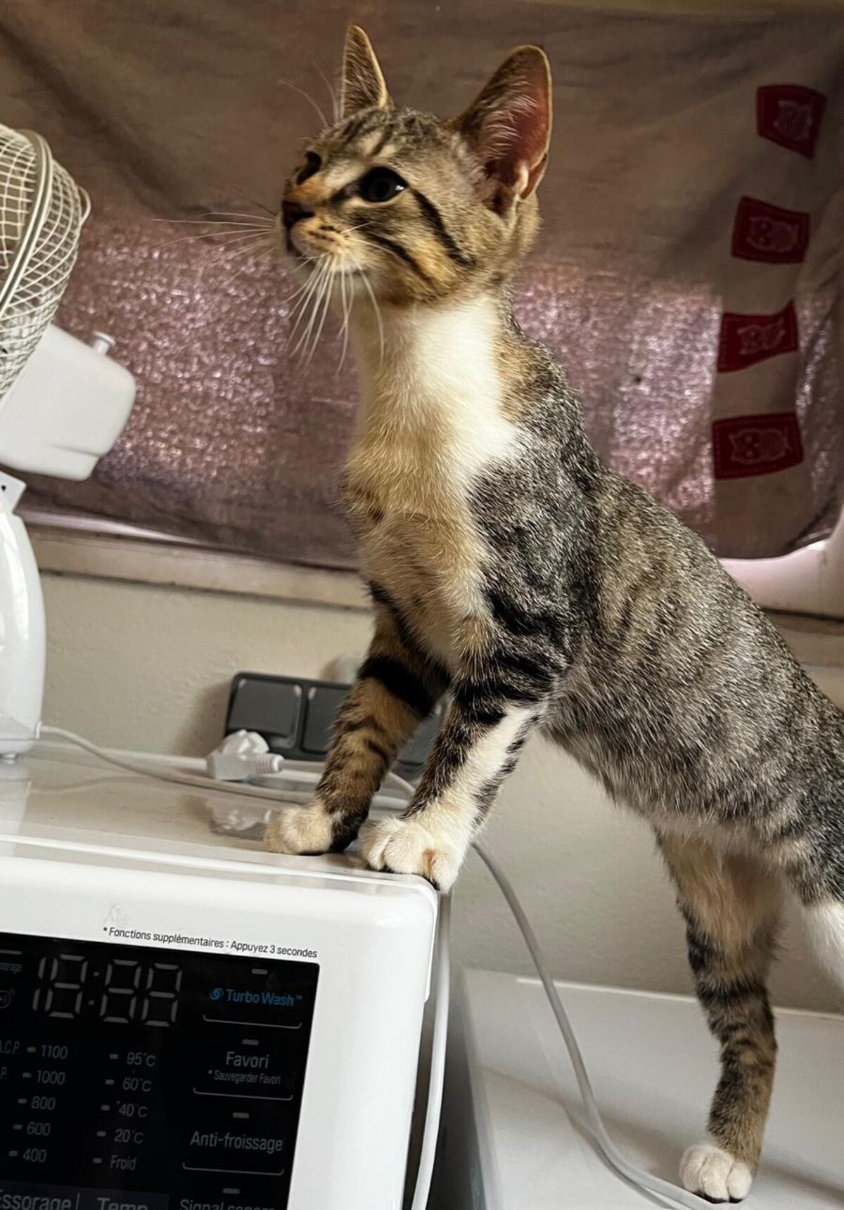 Adoption BOROMIR