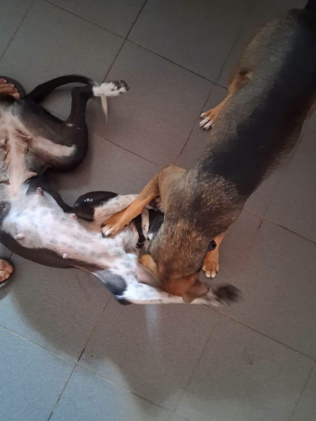 Adoption Zelie