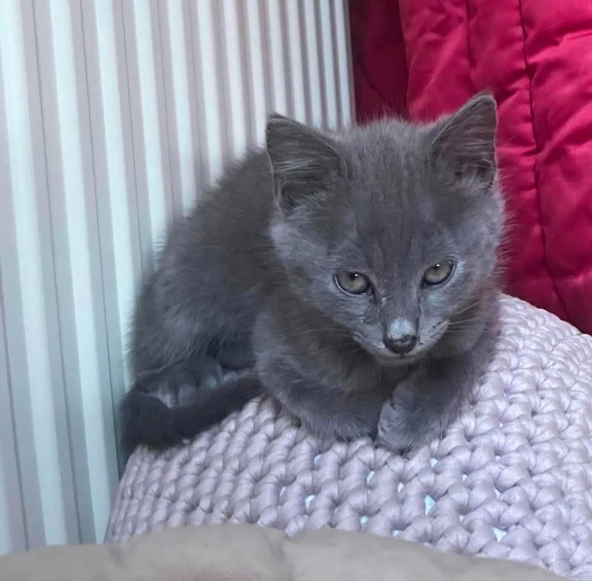 Adoption WINGU