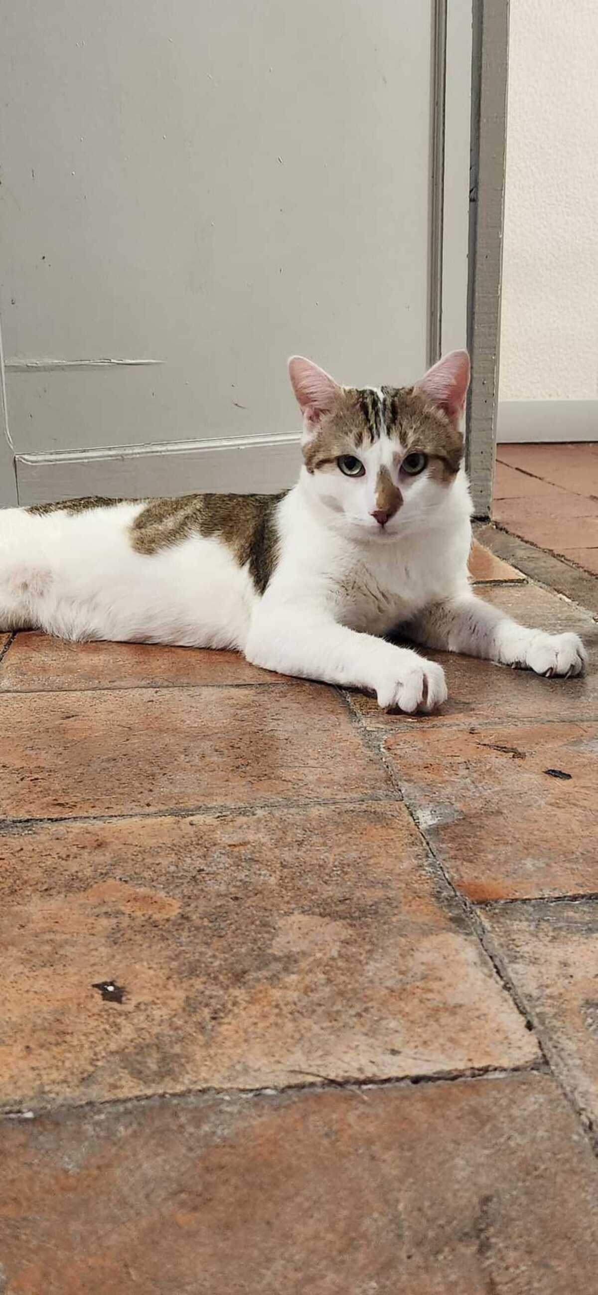 Adoption Basil