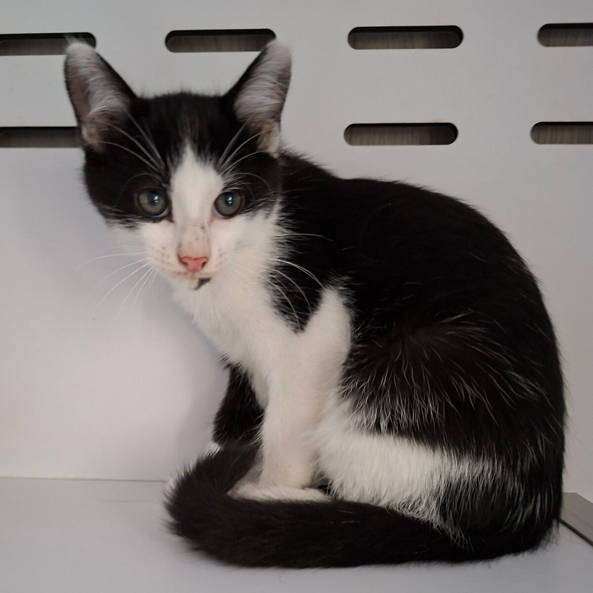 Adoption Bagdad
