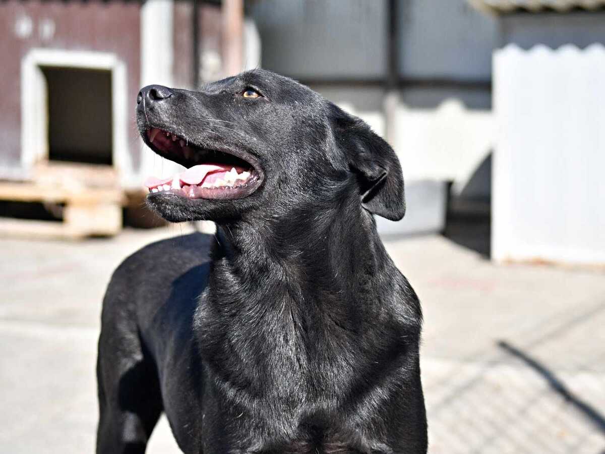 Adoption Rasko