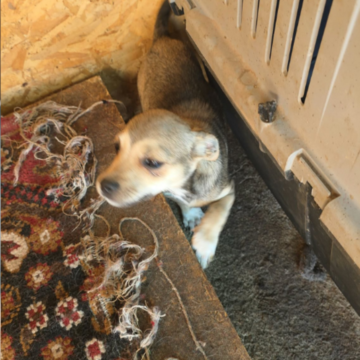 Adoption Mara