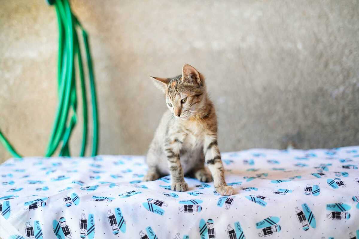 Adoption LIA