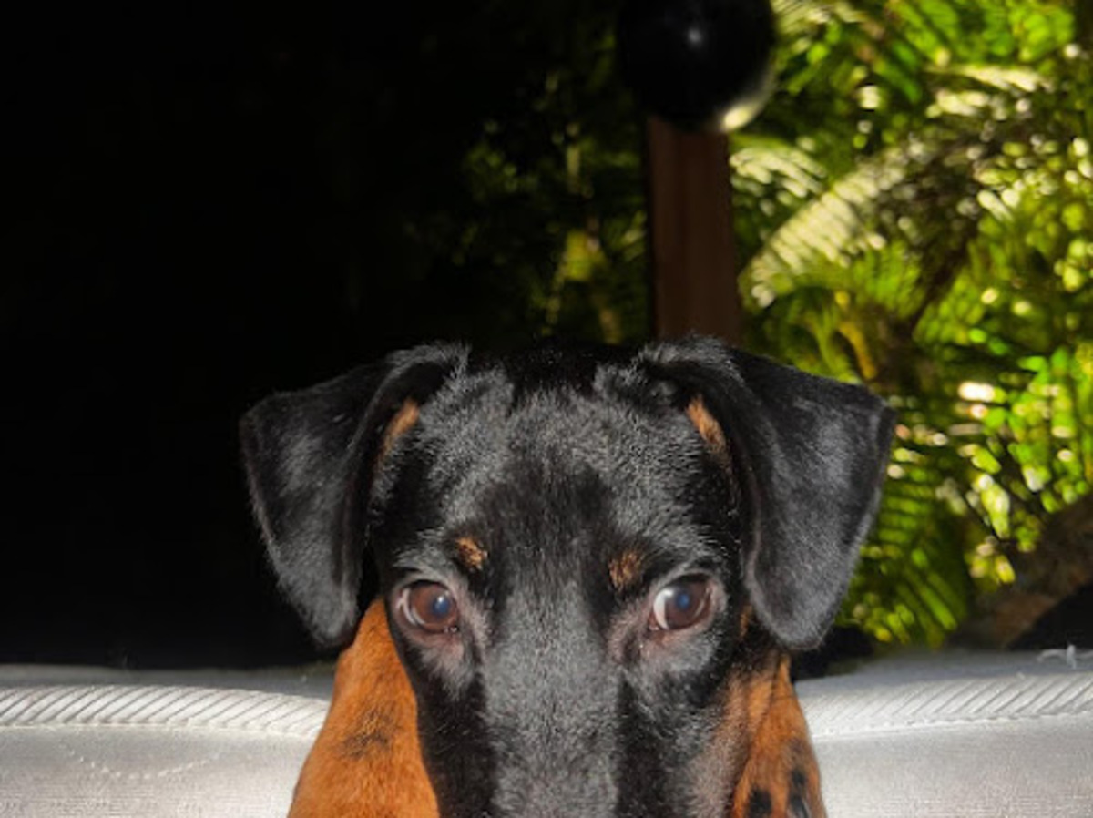 Adoption Manea