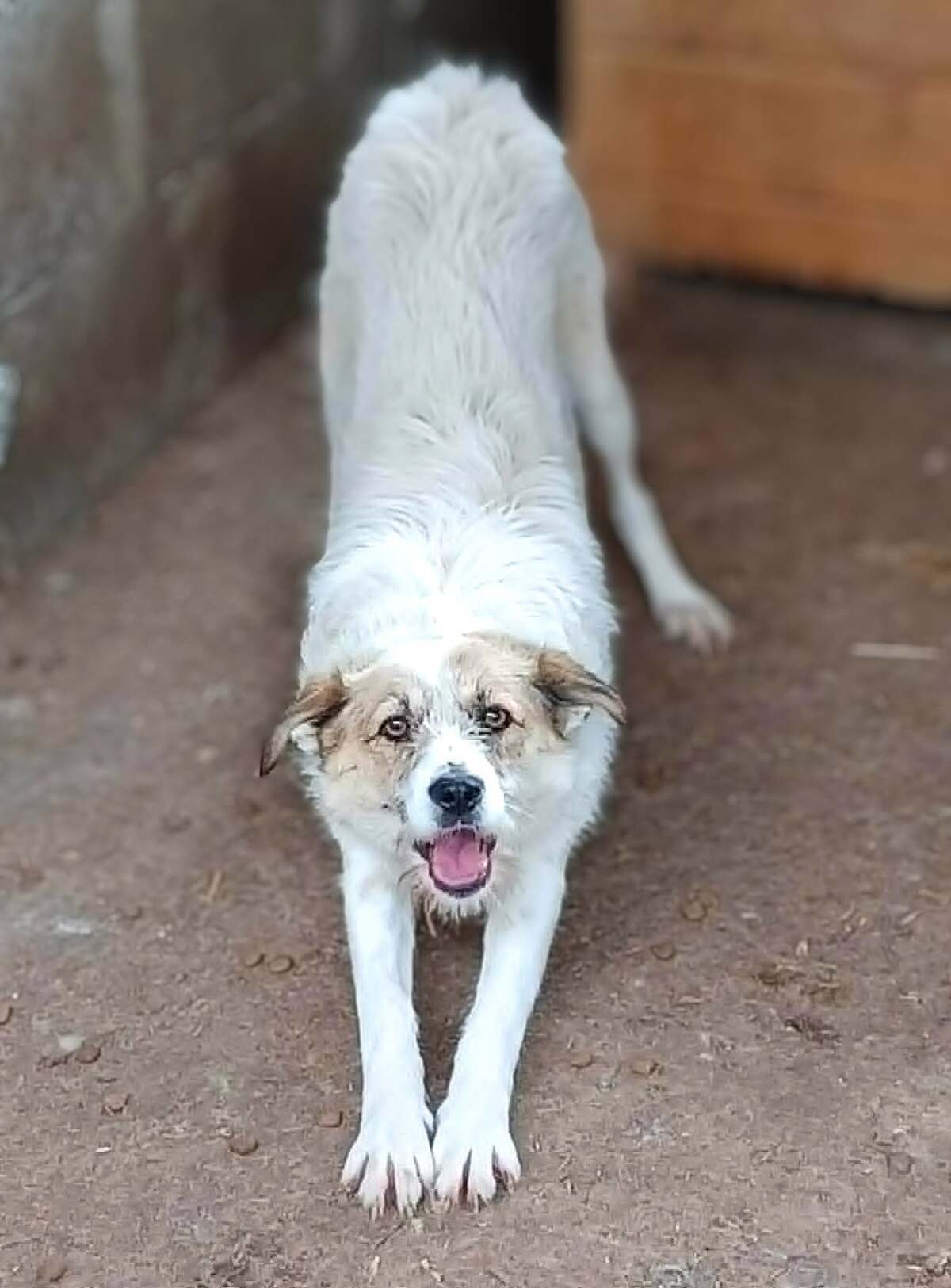 Adoption Manille
