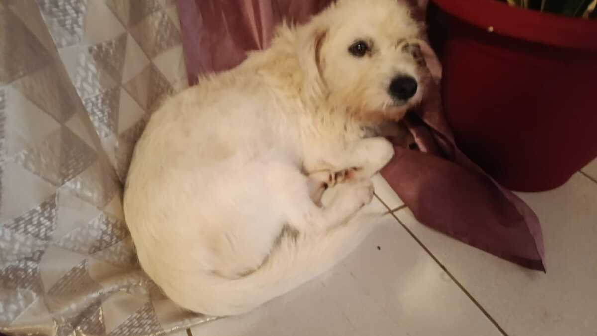 Adoption Prunelle