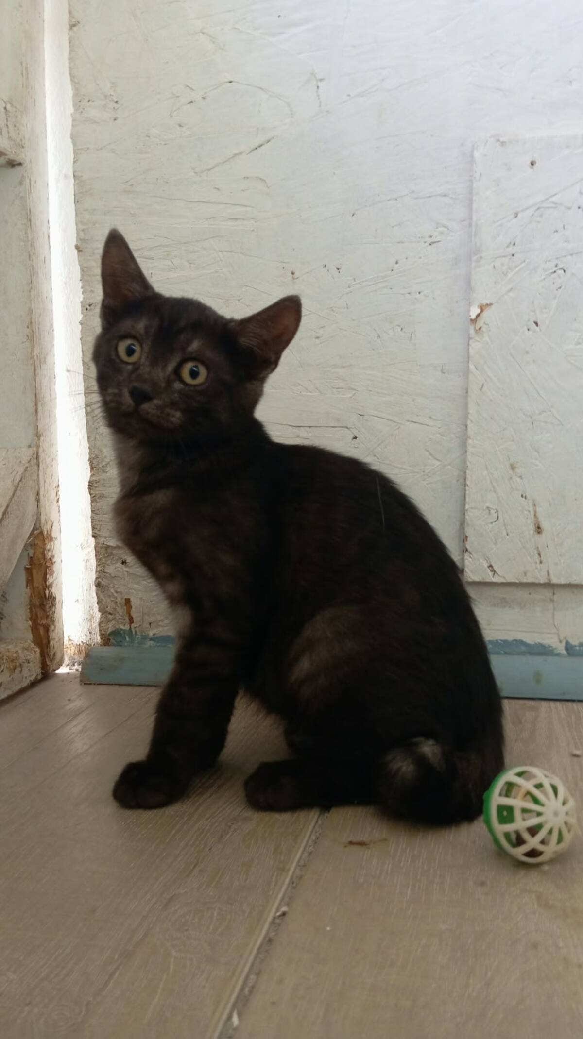 Adoption Romeo