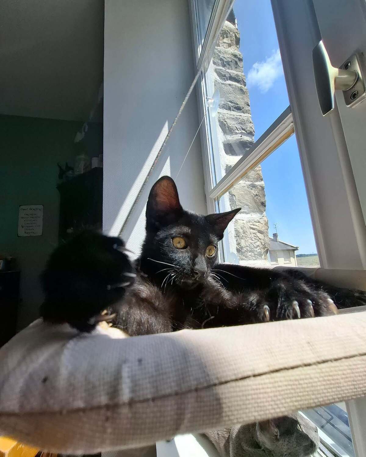Adoption LOKI