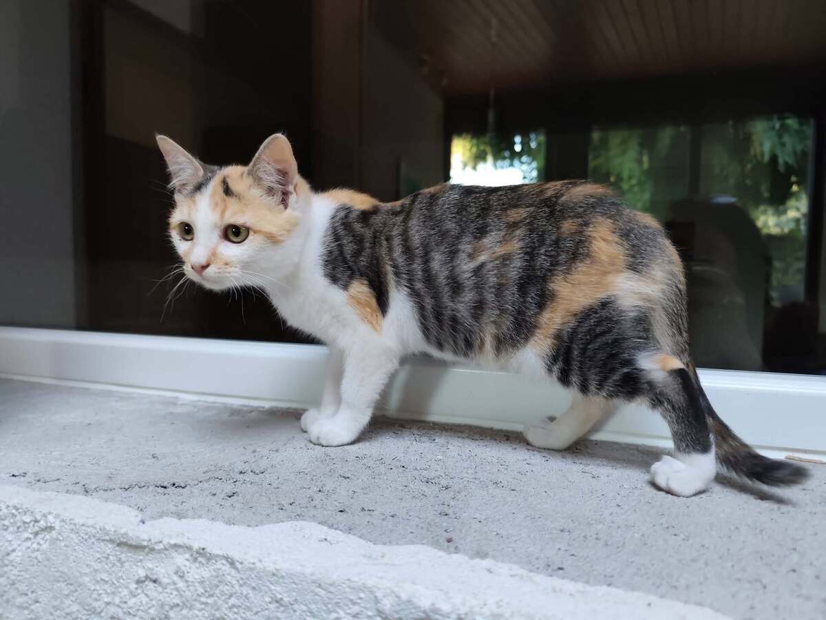 Adoption Bria